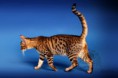 /album/amina/a10-bengal-cat-beauty-cat-faith-amina-jpg/